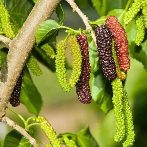 Long Mulberry Fruit Plants For Home & Gardening - Agro Nursery Long Mulberry Fruit Plants For Home & Gardening - Agro Nursery