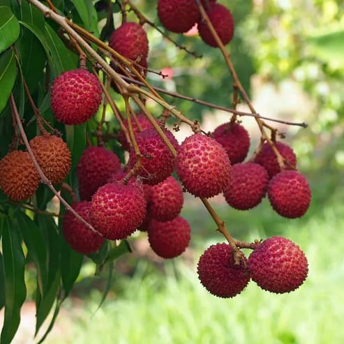 Chinese Litchi Fruit Plants For Home & Gardening - Agro Nursery Chinese Litchi Fruit Plants For Home & Gardening - Agro Nursery