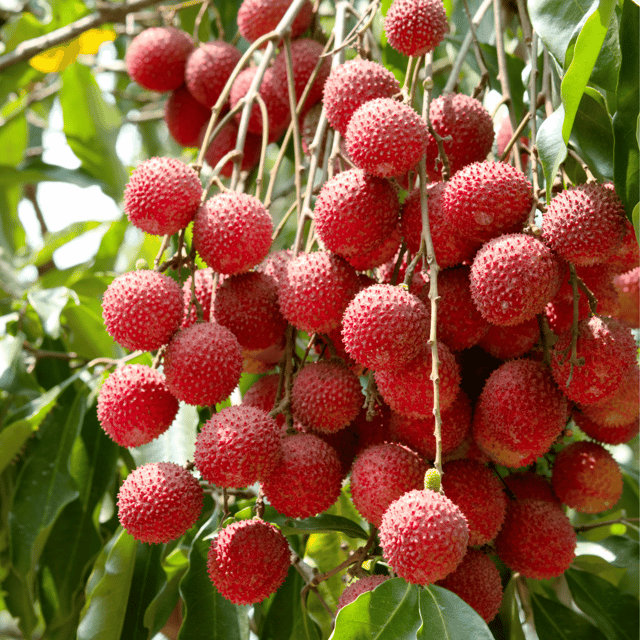 Litchi Fruit Plant & Tree(Grafted) Litchi Fruit Plant & Tree(Grafted)