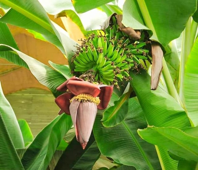 G9 Banana Fruit Plant & Tree G9 Banana Fruit Plant & Tree