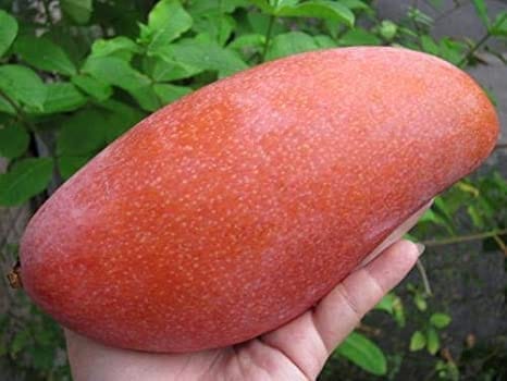 Rare Chiang Mai Mango Fruit Tree & Plant- (Grafted)