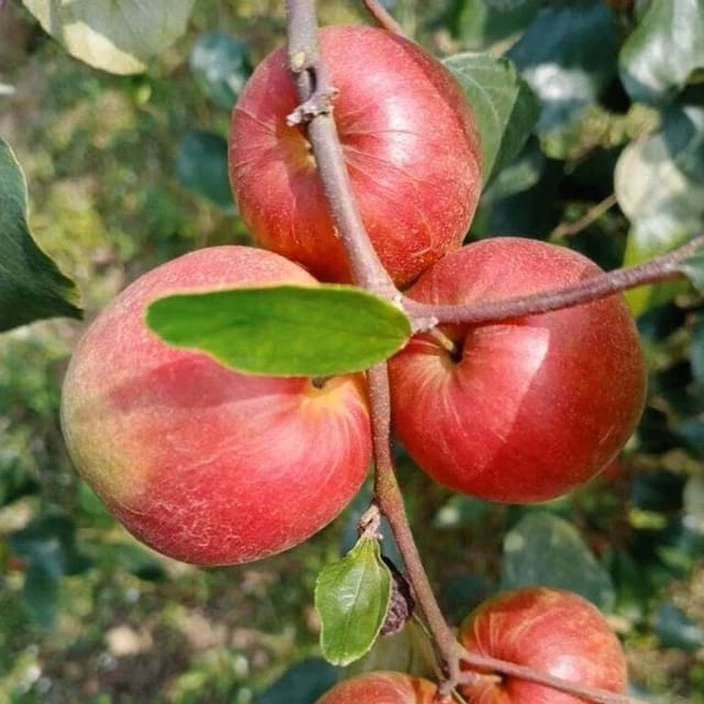 Ball Sundari Apple Ber Fruit Plant & Tree (Grafted) Ball Sundari Apple Ber Fruit Plant & Tree (Grafted)