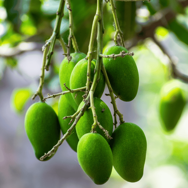 Thai Katimon Mango Fruit Plant & Tree(Grafted) Thai Katimon Mango Fruit Plant & Tree(Grafted)