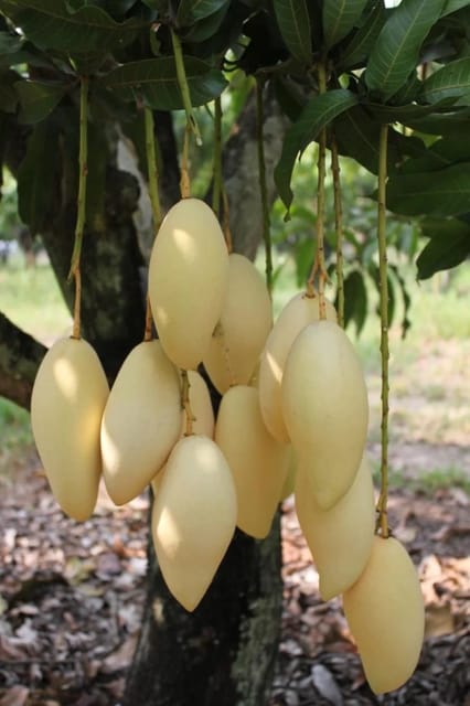 Nam Doc Mai Mango Plants (Grafted)