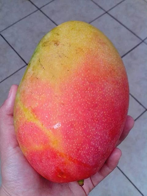 Gulab khas Mango Fruit Plant/Tree (Grafted)