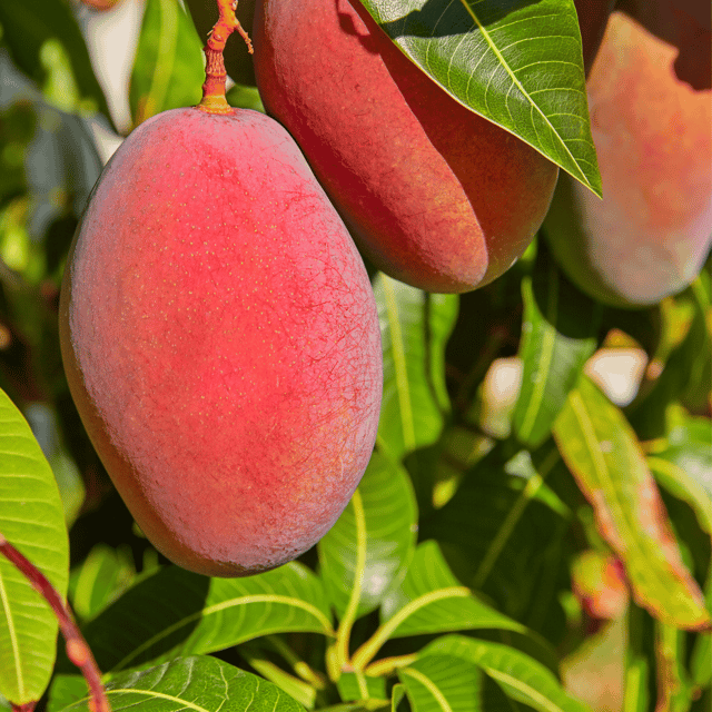 Miyazaki Mango Tree/Plant (Taiyo no Tamago or Eggs of the Sun) - Grafted