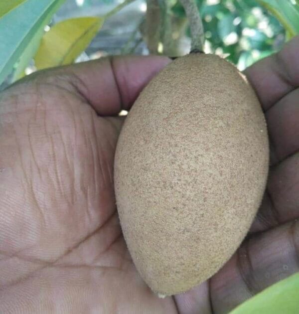 Kalapati Chiku(Sapote) Fruit Plant & Tree (Grafted) Kalapati Chiku(Sapote) Fruit Plant & Tree (Grafted)