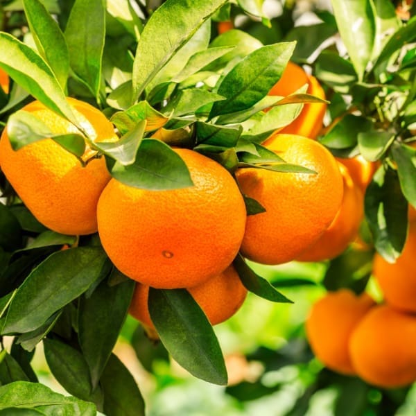 Sylhet Orange Fruit Plant - Height 2-3 Feet