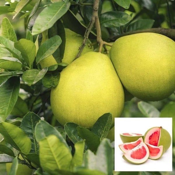 Assembly Chakotra & Jambura – Plant Height 4-5 Feet