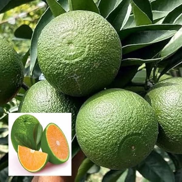 Big Indian Siki Malta (Mosambi) Exotic Fruit Plant - Height 4-5 feet