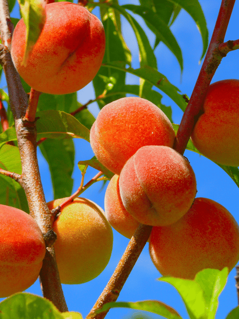 Peach Fruit Plant & Tree (Grafted) – Healthy Plant