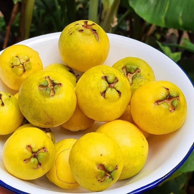 Yellow Strawberry Guava Plant (Psidium Cattleianum)