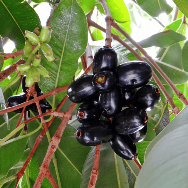 Thai King Jamun Fruit Plant