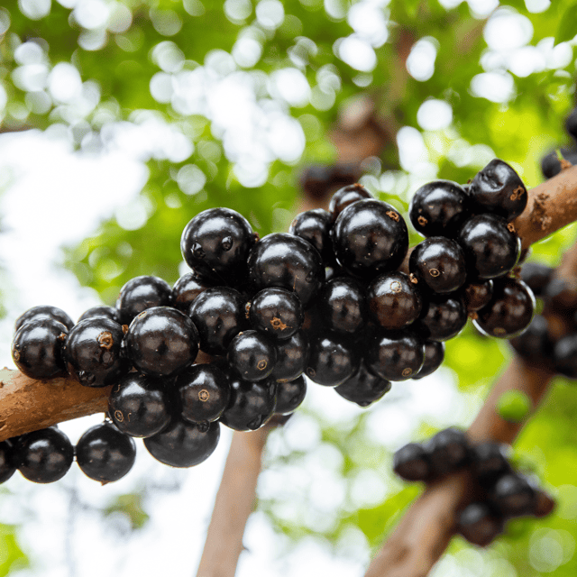 Jabuticaba / Rare Dwarf Brazilian Grape Fruit Plant Jabuticaba / Rare Dwarf Brazilian Grape Fruit Plant