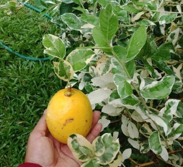 Variegated Lemon Fruit Plant & Tree (Grafted) Variegated Lemon Fruit Plant & Tree (Grafted)