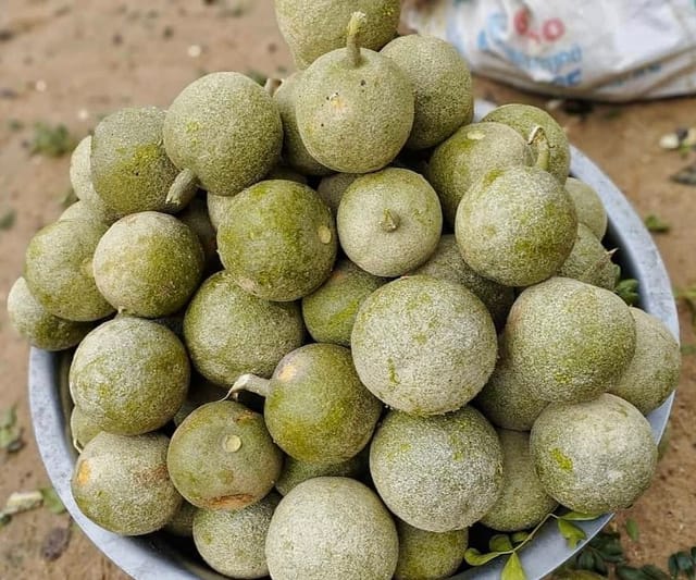 Wood Apple (Kathbel) Fruit Plant (Grafted)