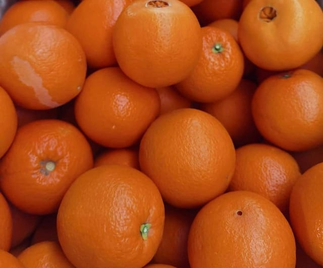 Satuki Kamla Orange Fruit Plant & Tree (Grafted)