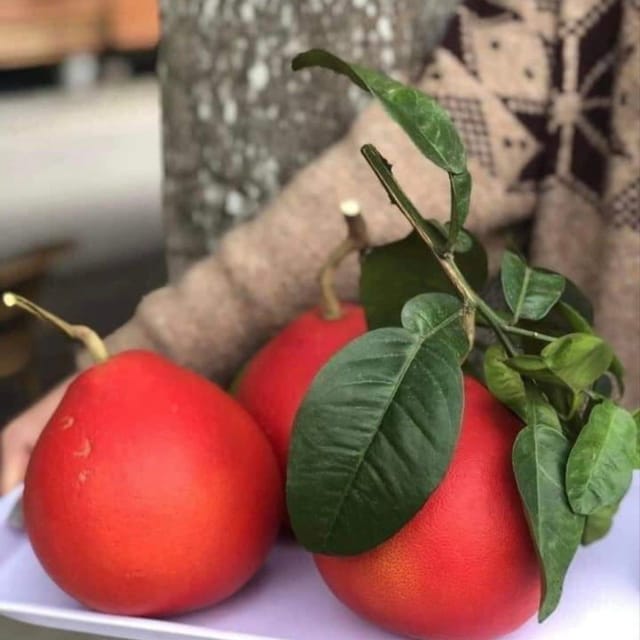 Vietnam Red Pamelo Lemon Fruit Plant-(Grafted) Vietnam Red Pamelo Lemon Fruit Plant-(Grafted)
