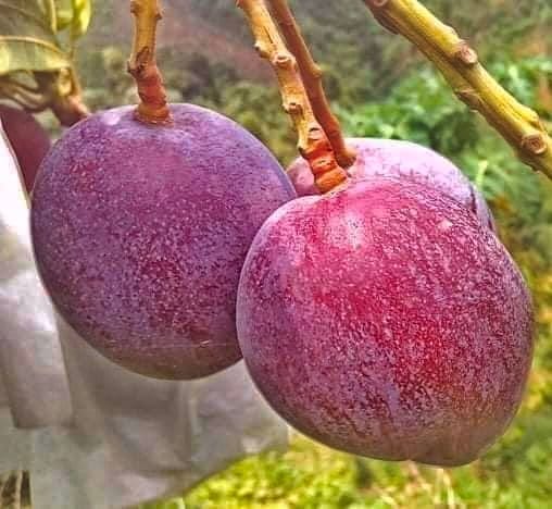 Red Palmer Mango Fruit Plant & Tree (Grafted) Red Palmer Mango Fruit Plant & Tree (Grafted)