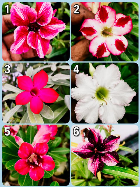 Single petal Adenium 6 Variety Combo Pack