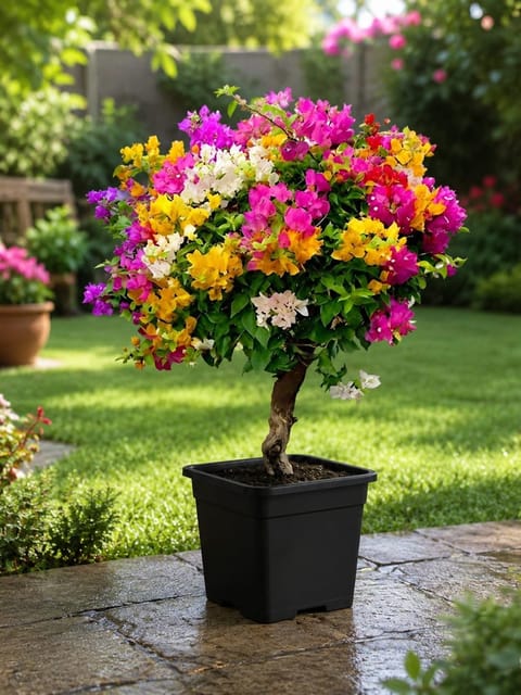 Multigrafted Bougainvillea Plant (5 Colours in One Plant)