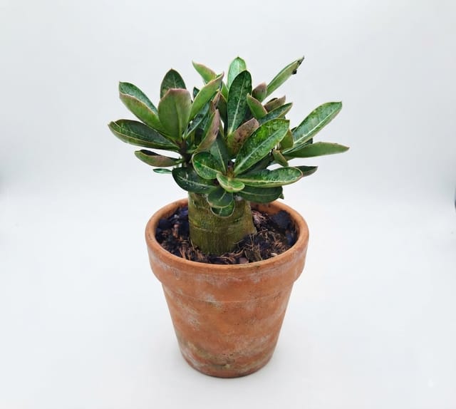 Adenium Arabicum Plant – Desert Rose with Attractive Caudex Adenium Arabicum Plant – Desert Rose with Attractive Caudex