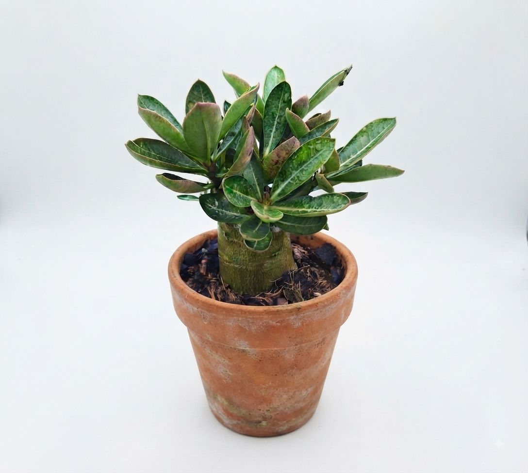 Adenium Arabicum Plant – Desert Rose with Attractive Caudex