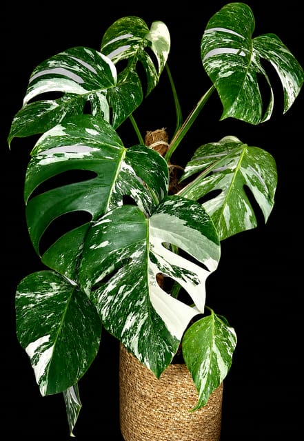 Monstera Albo Variegated pack of 01 Plant