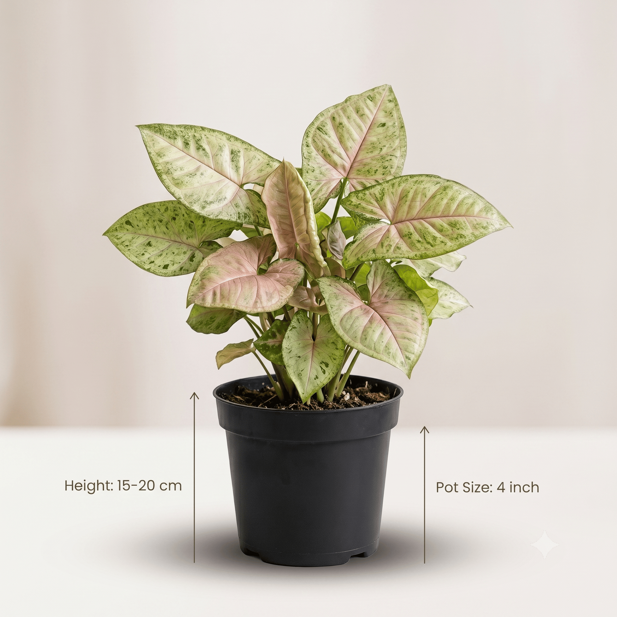 Arrowhead Plant Syngonium in Nursery Pot | Syngonium Podophyllum | Indoor Plant for Home & Office