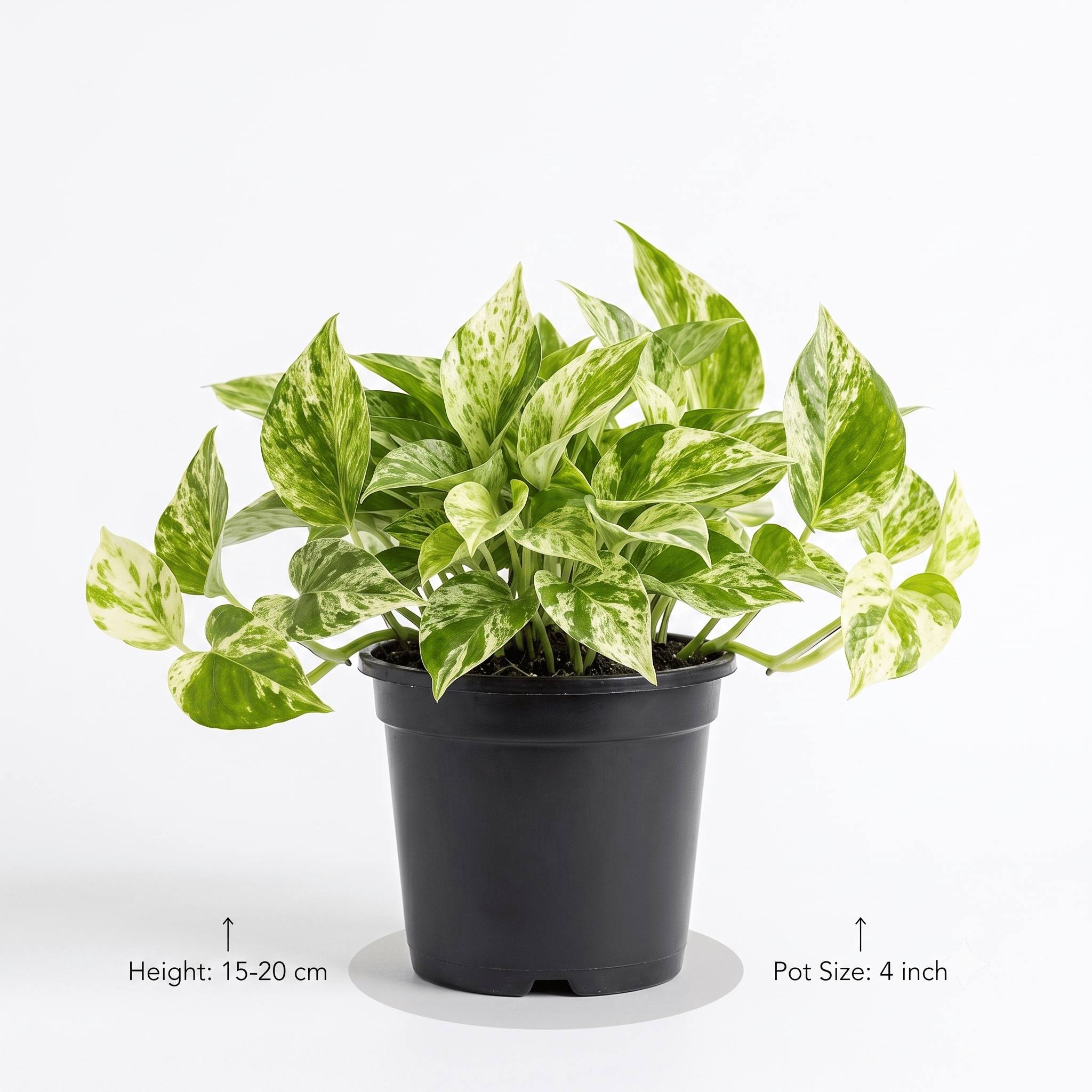 Marble Queen Pothos Plant in Nursery Pot | Marble Pothos | Epipremnum Aureum