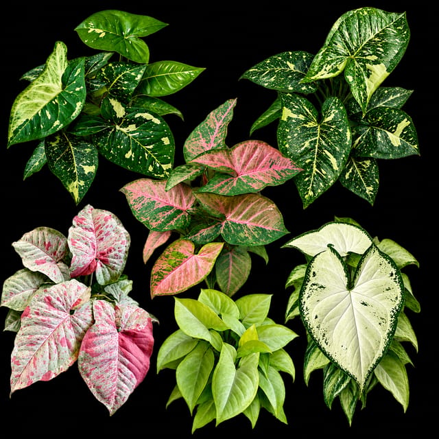 5 Varieties Variegated Syngonium  Plants Combo