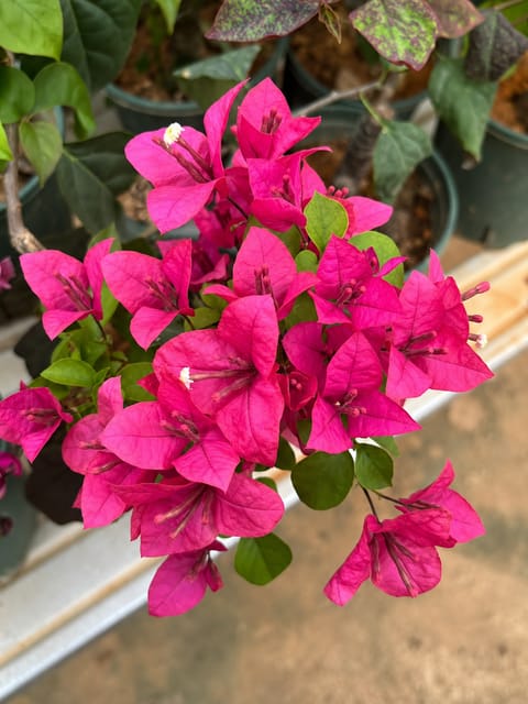KAYATA Magenta Bougainvillea pack of 01