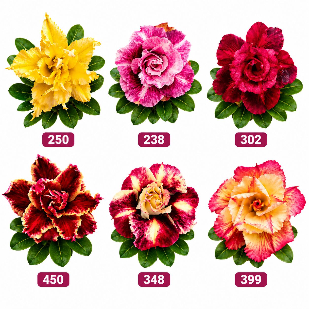 Combo of 6 Adenium Desert Rose Flowering Plants