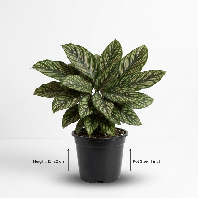 Calathea Ornata Pinstripe Plant in Nursery Pot | Pinstripe Calathea | Indoor Plant