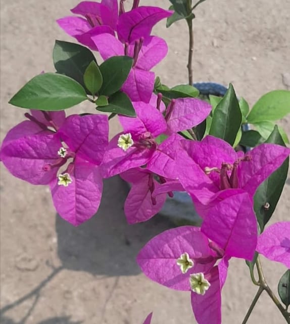 Bougainvillea Refulgence Flowering Plant pack of 01 plant