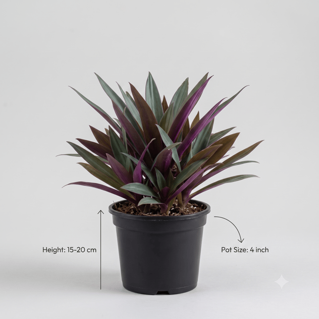 Moses-in-the-Cradle Plant in Nursery Pot | Tradescantia Spathacea | Indoor Plant