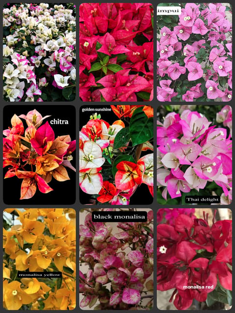 Premium Bougainvillea Combo Pack – 9 Plants, 9 Beautiful Varieties & Colors