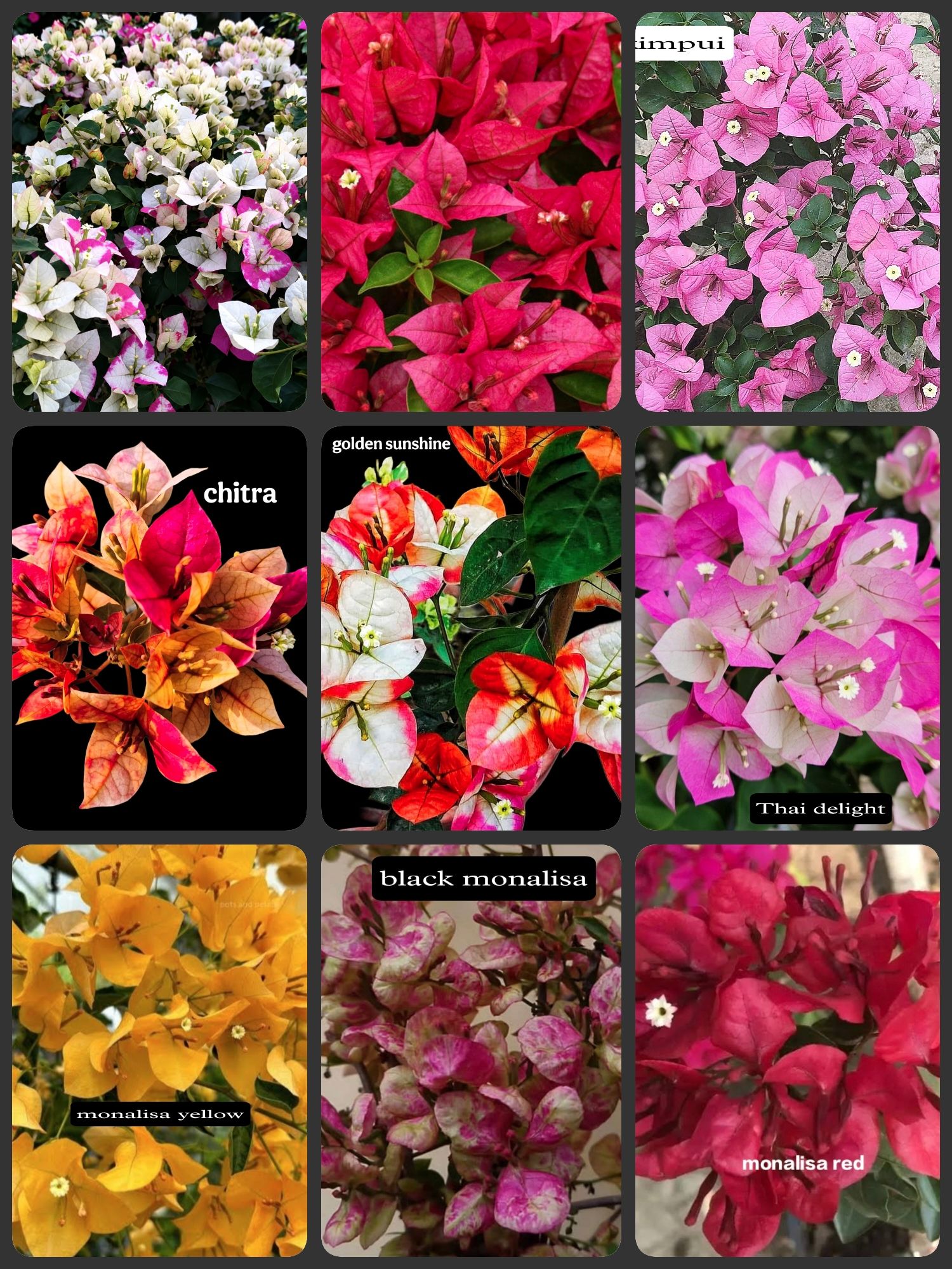 Premium Bougainvillea Combo Pack – 9 Plants, 9 Beautiful Varieties & Colors