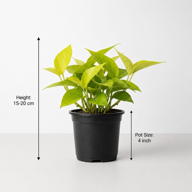 Golden Pothos Plant – Epipremnum Aureum | Easy-Care Indoor Money Plant Golden Pothos Plant – Epipremnum Aureum | Easy-Care Indoor Money Plant