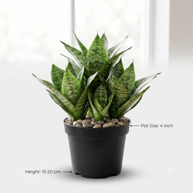Snake Plant – Sansevieria Trifasciata | Indoor Air Purifying Plant Snake Plant – Sansevieria Trifasciata | Indoor Air Purifying Plant