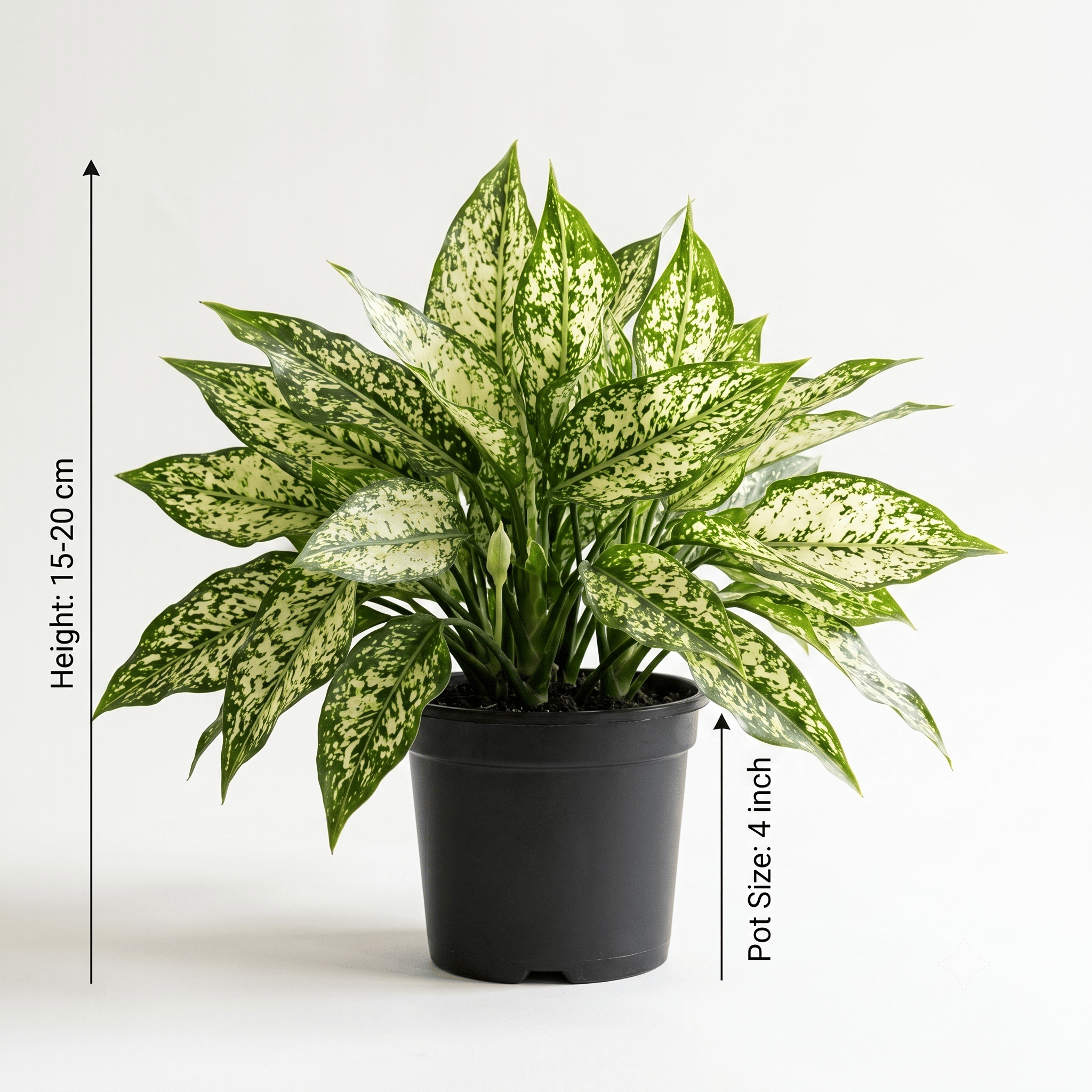 Aglaonema Snow White Plant | Chinese Evergreen Plant | Indoor Plant for Home & Office