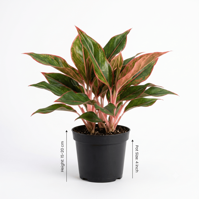 Aglaonema Lipstick Plant – Red Aglaonema Chinese Evergreen Indoor Plant for Home