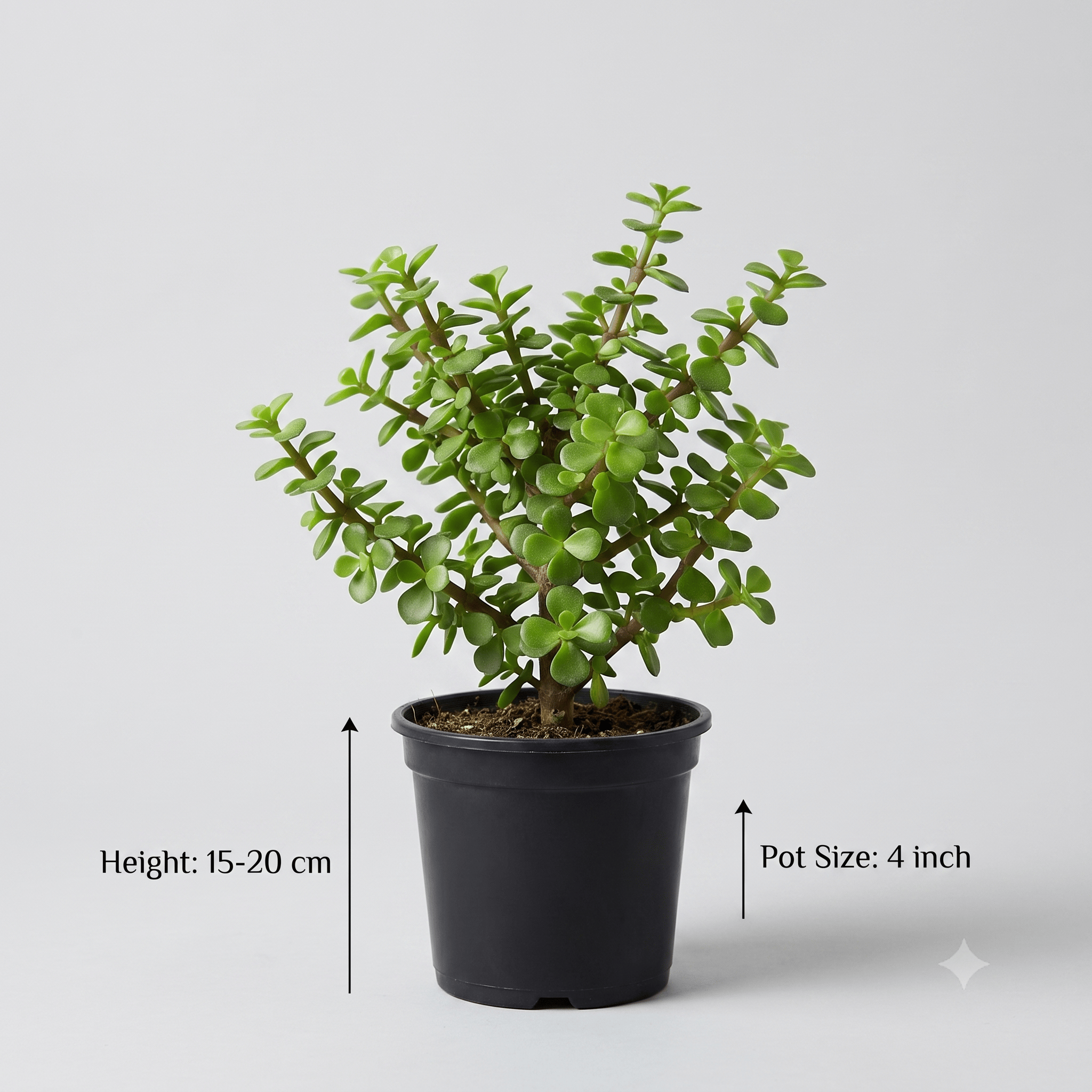 Jade Plant – Lucky Jade Tree Indoor Plant for Home & Office | Easy-Care Succulent