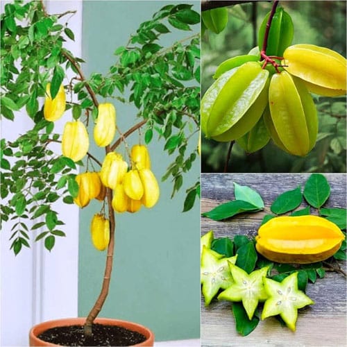 Sweet Star Fruit Grafted Live Plant – Healthy Fruit Bearing Hybrid Variety, Carambola Plant