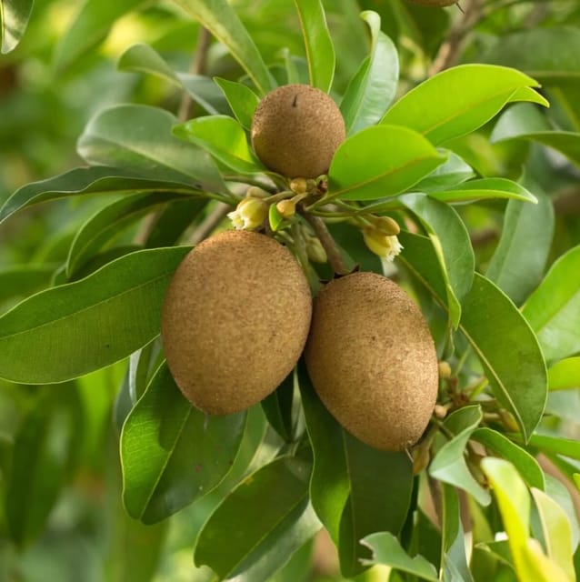 Thai Kalapati Chiku Sapota Grafted Fruit Plant