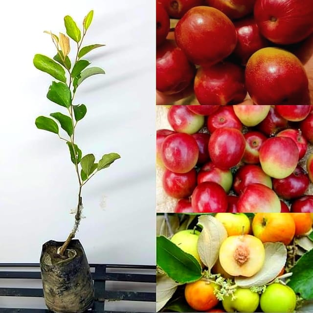 Miss India Red Grafted Ber Apple Live Fruit Plant โ Sweet Indian Jujube Variety Miss India Red Grafted Ber Apple Live Fruit Plant โ Sweet Indian Jujube Variety