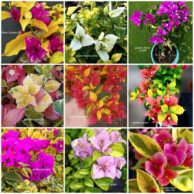 Golden Collection Bougainvillea l Rare Varities Pack of 9