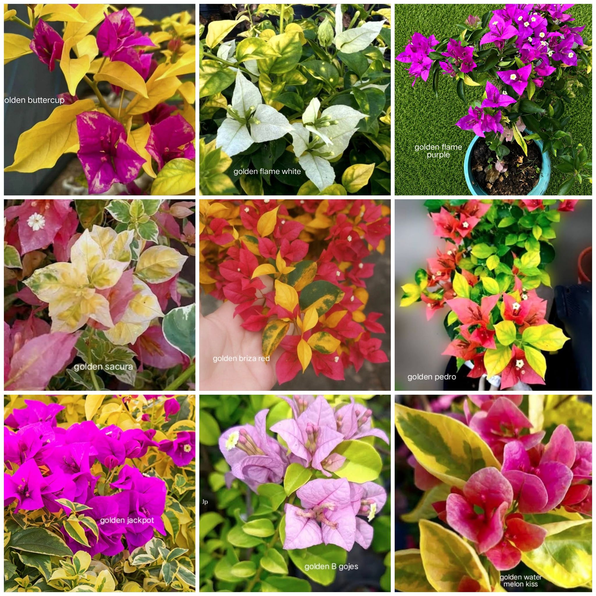 Golden Collection Bougainvillea l Rare Varities Pack of 9
