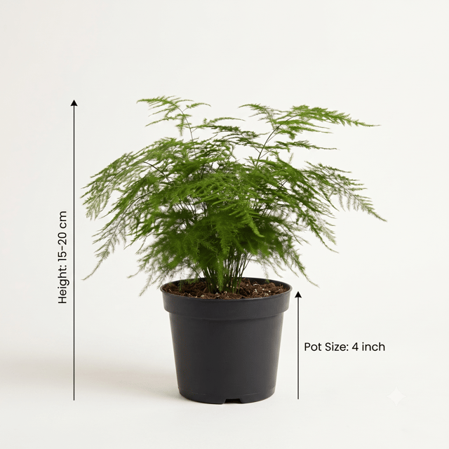 Asparagus Fern Plant β Asparagus Densiflorus | Indoor & Outdoor Ornamental Plant Asparagus Fern Plant β Asparagus Densiflorus | Indoor & Outdoor Ornamental Plant