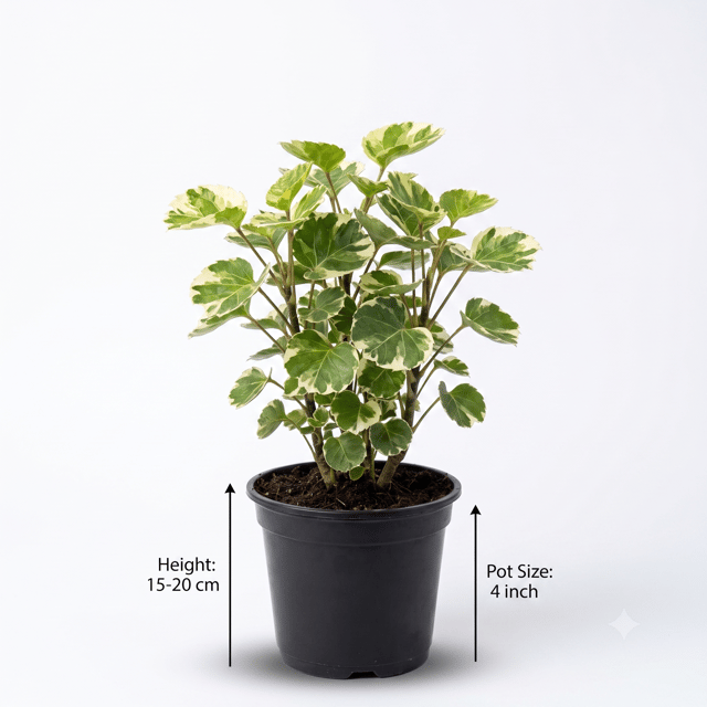 Aralia Plant – Indoor Ornamental Plant | Easy-Care Green Foliage Plant